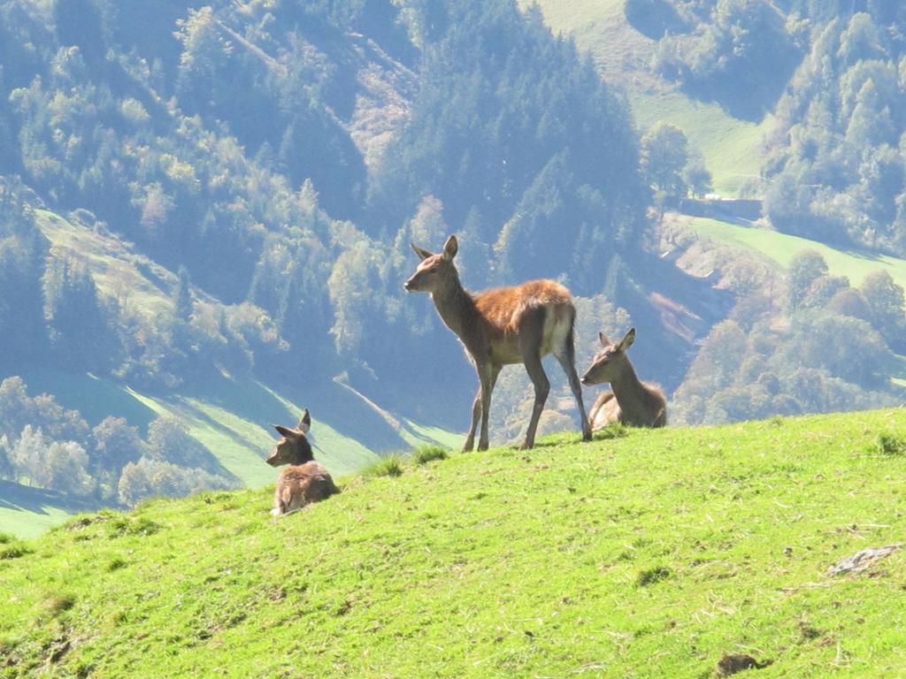 Simmerlwirt